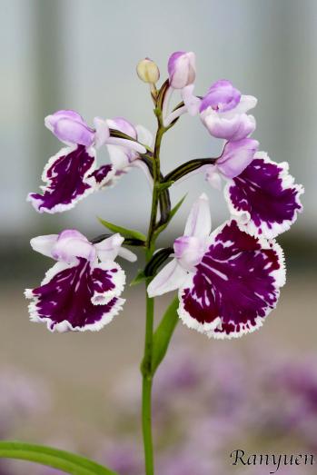 アワチドリ・夢ちどり 蘭裕園 Ranyuen