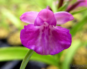 アワチドリ・夢ちどり 蘭裕園 Ranyuen