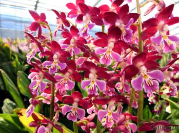 エビネ 蘭裕園 Ranyuen