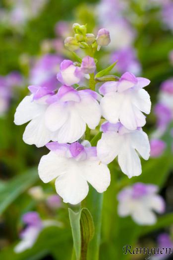 アワチドリ・夢ちどり 蘭裕園 Ranyuen