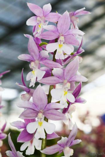 エビネ 蘭裕園 Ranyuen