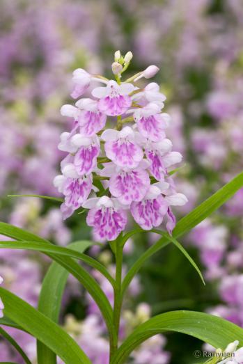 アワチドリ・夢ちどり 蘭裕園 Ranyuen