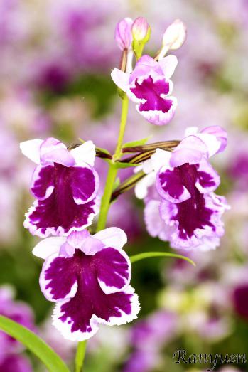 アワチドリ・夢ちどり 蘭裕園 Ranyuen