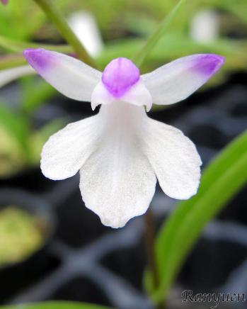 アワチドリ・夢ちどり 蘭裕園 Ranyuen