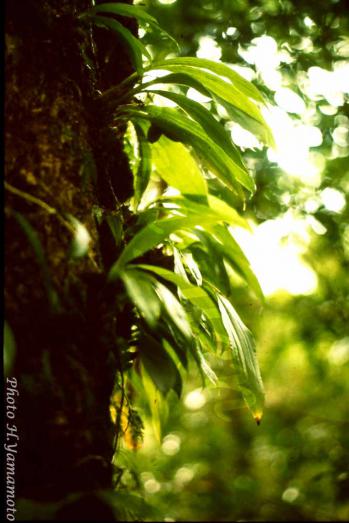 オオオサラン 蘭裕園 Ranyuen