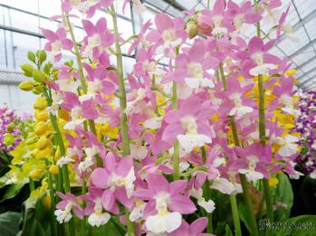 エビネ 蘭裕園 Ranyuen