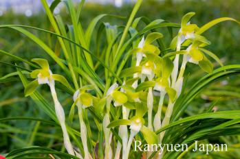 春蘭 蘭裕園 Ranyuen