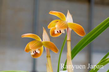 春蘭 蘭裕園 Ranyuen