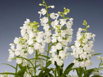 アワチドリ・夢ちどり 蘭裕園 Ranyuen