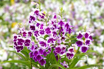 アワチドリ・夢ちどり 蘭裕園 Ranyuen