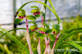 春蘭 蘭裕園 Ranyuen