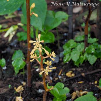 ツチアケビ 蘭裕園 Ranyuen