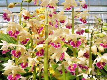 エビネ 蘭裕園 Ranyuen