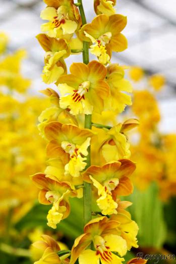 エビネ 蘭裕園 Ranyuen