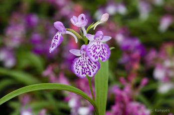 アワチドリ・夢ちどり 蘭裕園 Ranyuen