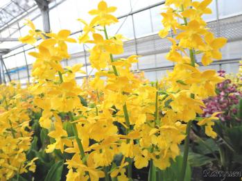 エビネ 蘭裕園 Ranyuen