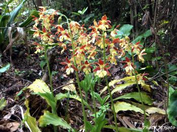 タカネ系 蘭裕園 Ranyuen