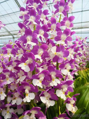 エビネ 蘭裕園 Ranyuen