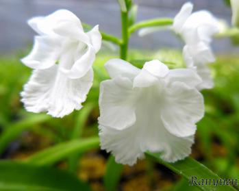 アワチドリ・夢ちどり 蘭裕園 Ranyuen