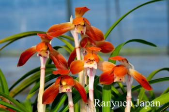 春蘭 蘭裕園 Ranyuen