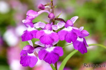 アワチドリ・夢ちどり 蘭裕園 Ranyuen