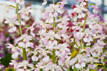 エビネ 蘭裕園 Ranyuen