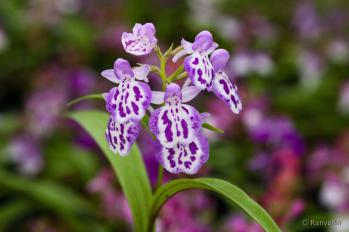 アワチドリ・夢ちどり 蘭裕園 Ranyuen