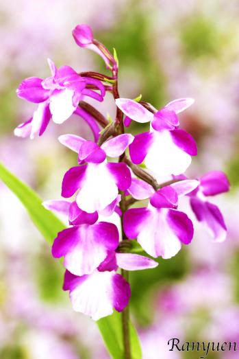 アワチドリ・夢ちどり 蘭裕園 Ranyuen