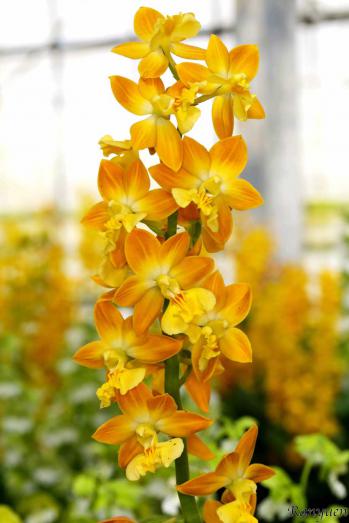 エビネ 蘭裕園 Ranyuen