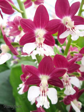 エビネ 蘭裕園 Ranyuen