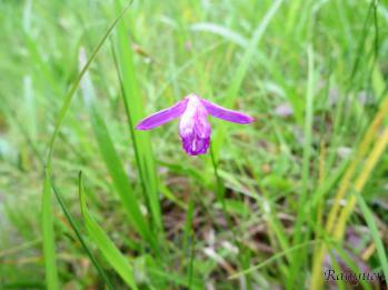 サワラン 蘭裕園 Ranyuen