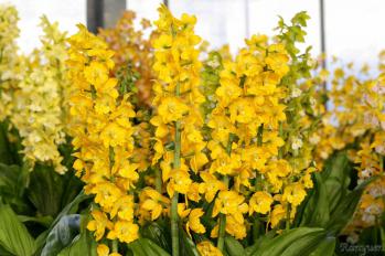 エビネ 蘭裕園 Ranyuen