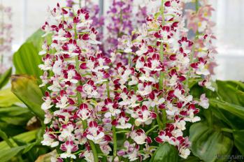 エビネ 蘭裕園 Ranyuen