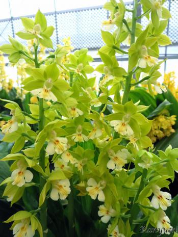 Calanthe Ranyuen