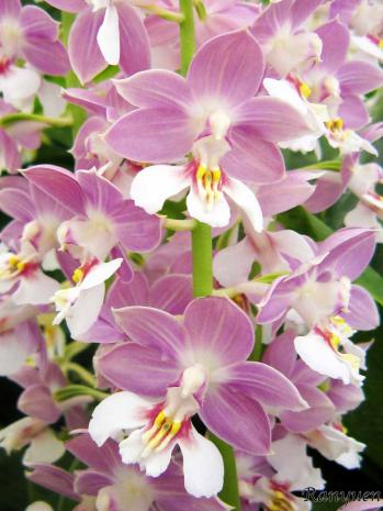 エビネ 蘭裕園 Ranyuen