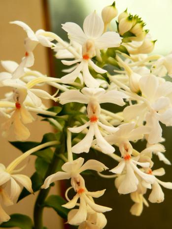 ツルラン 蘭裕園 Ranyuen