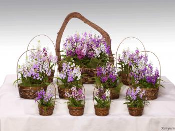 蘭裕園スタイル 蘭裕園 Ranyuen