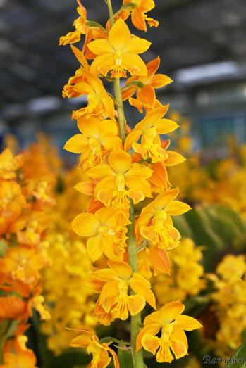 エビネ 蘭裕園 Ranyuen