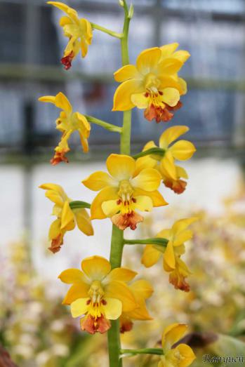 エビネ 蘭裕園 Ranyuen