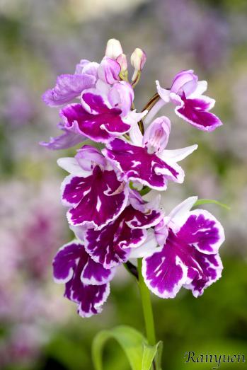 アワチドリ・夢ちどり 蘭裕園 Ranyuen