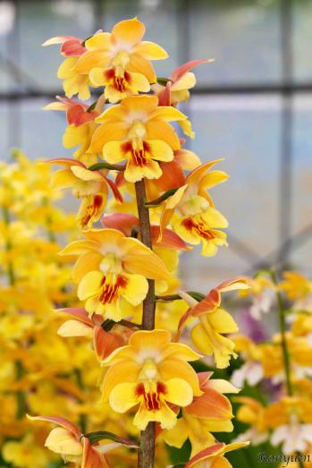 エビネ 蘭裕園 Ranyuen