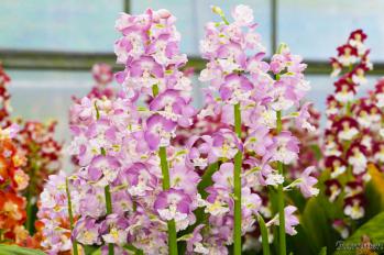 エビネ 蘭裕園 Ranyuen