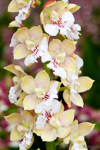 エビネ 蘭裕園 Ranyuen