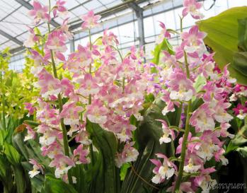 エビネ 蘭裕園 Ranyuen