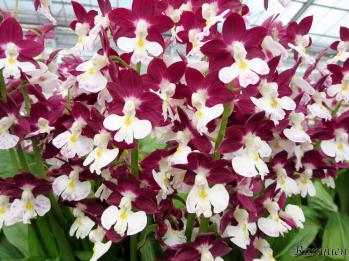 エビネ 蘭裕園 Ranyuen