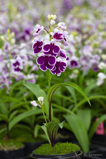 アワチドリ・夢ちどり 蘭裕園 Ranyuen