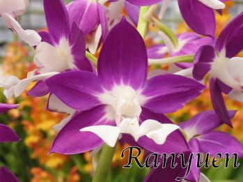 エビネ 蘭裕園 Ranyuen