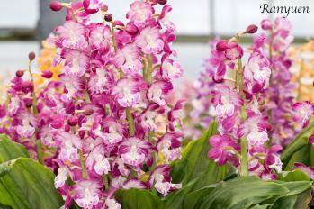 エビネ 蘭裕園 Ranyuen
