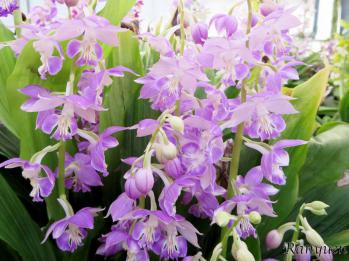 エビネ 蘭裕園 Ranyuen