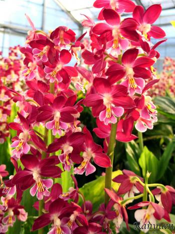 エビネ 蘭裕園 Ranyuen